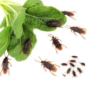 12pcs Artificial Fake Cockroach Halloween Props Funny Trick Joke Toys Lifelike Roaches Bug Halloween Spoof Decoration Gift acacuss