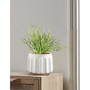 14" x 14" x 11" Round White and Brown Ceramic Striped Seasons Gloworm Plant Planter with Drainage Hole acacuss