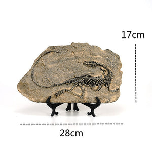 Creative Dinosaur Fossil Resin Craft Decoration Retro Animal Statue Miniature Indoor Living Room Decoration Souvenir Home Gift acacuss