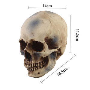 Vilead 9 Styles of Personalized Skulls Home Decoration Art Painting Supplies Halloween Props Skull Ornaments Fashion Bar Decor acacuss