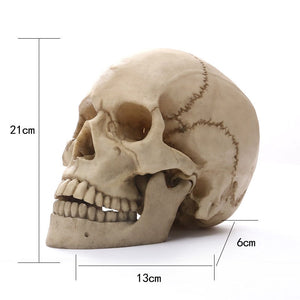 1:1 Human Head Skull Statue for Home Decor Resin Figurines Halloween Decoration Sculpture Medical Teaching Sketch Model Crafts acacuss