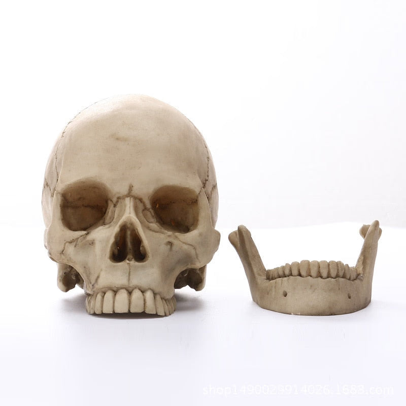1:1 Human Head Skull Statue for Home Decor Resin Figurines Halloween Decoration Sculpture Medical Teaching Sketch Model Crafts acacuss