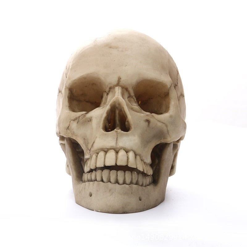 1:1 Human Head Skull Statue for Home Decor Resin Figurines Halloween Decoration Sculpture Medical Teaching Sketch Model Crafts acacuss
