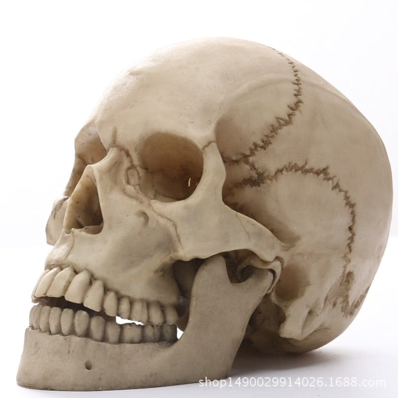 1:1 Human Head Skull Statue for Home Decor Resin Figurines Halloween Decoration Sculpture Medical Teaching Sketch Model Crafts acacuss