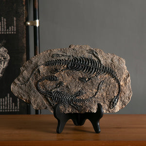 Creative Dinosaur Fossil Resin Craft Decoration Retro Animal Statue Miniature Indoor Living Room Decoration Souvenir Home Gift acacuss