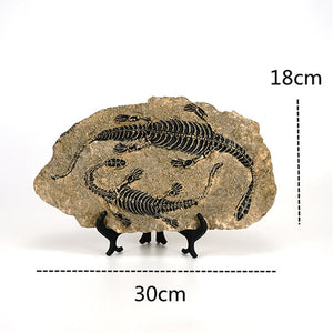 Creative Dinosaur Fossil Resin Craft Decoration Retro Animal Statue Miniature Indoor Living Room Decoration Souvenir Home Gift acacuss