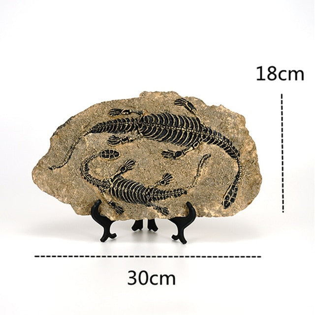 Creative Dinosaur Fossil Resin Craft Decoration Retro Animal Statue Miniature Indoor Living Room Decoration Souvenir Home Gift acacuss