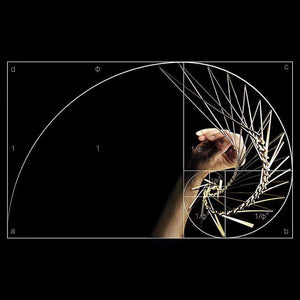 Innovative TOP Atellani Rotating Kinetic Wind Spinner Decompression Metal Crafts Gifts Office Decoratio Kinetrika Fibonacci acacuss