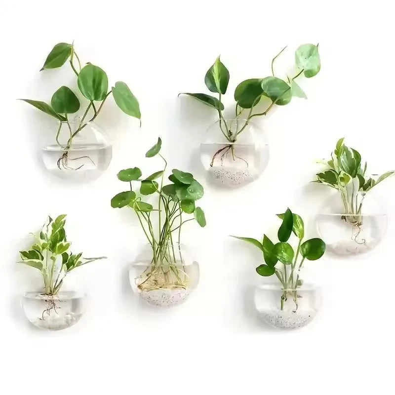 hydroponic self-watering planter 2/4/6 Pack Wall Hanging Glass Terrarium