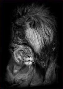 Sala de estar nórdica Lion Pintura decorativa Carteles de animales estampados de dormitorio Lion Arte de pared en blanco y negro Mural Office Decoración del hogar
