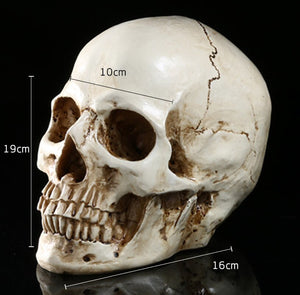 Vilead 9 Styles of Personalized Skulls Home Decoration Art Painting Supplies Halloween Props Skull Ornaments Fashion Bar Decor acacuss