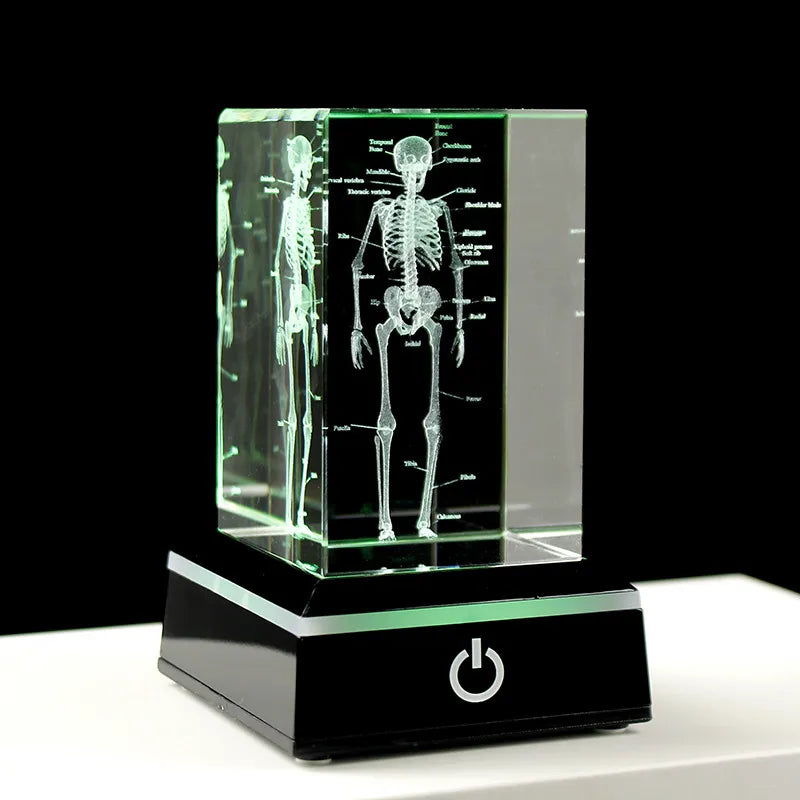 Crystal Skeleton Cube Model, 3D Laser Engraved Human Anatomical Statue ...